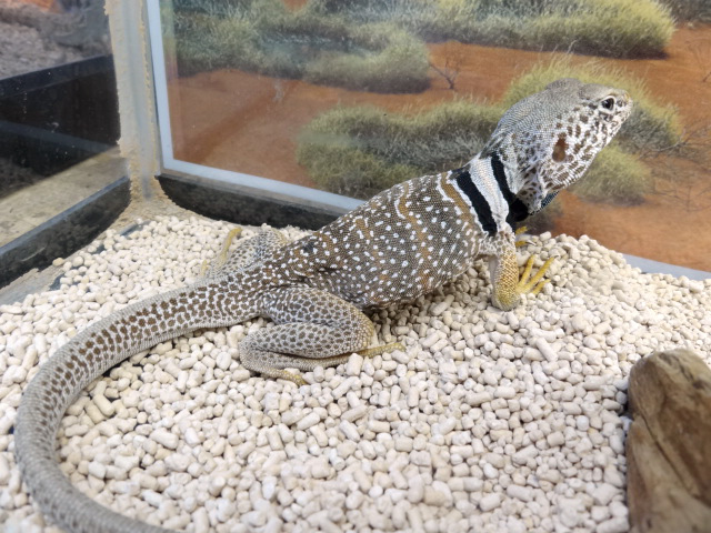 クビワトカゲ(2)