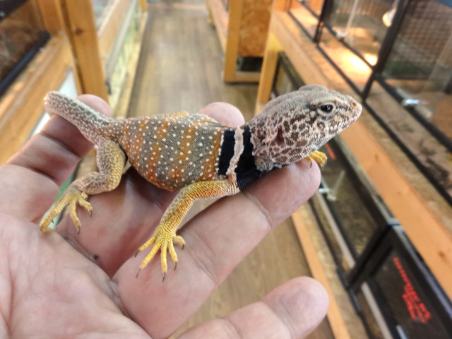 クビワトカゲ トカゲ図鑑