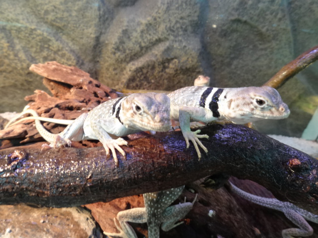 クビワトカゲ(4)