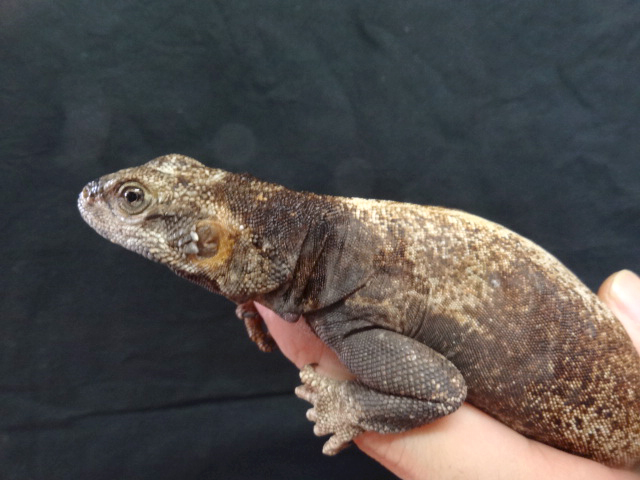 キタチャクワラ(12)