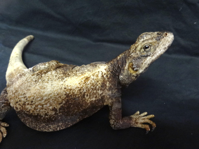 キタチャクワラ(11)