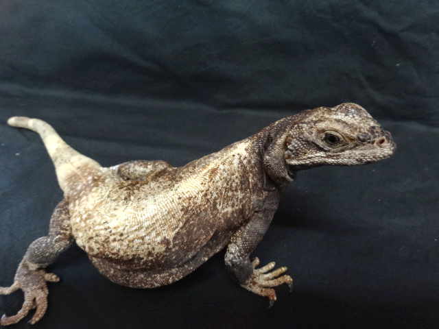 キタチャクワラ(10)