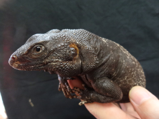 キタチャクワラ(5)