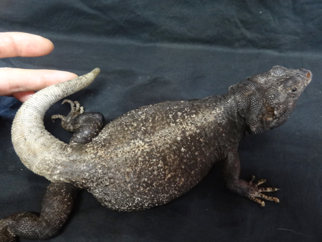 キタチャクワラ(4)