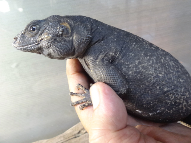 キタチャクワラ(6)