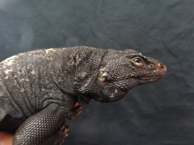 キタチャクワラ(7)