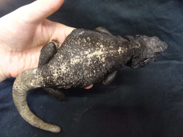 キタチャクワラ(8)