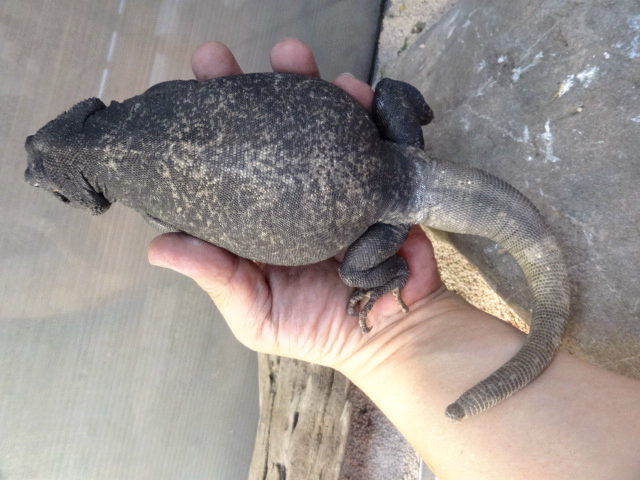 キタチャクワラ(9)