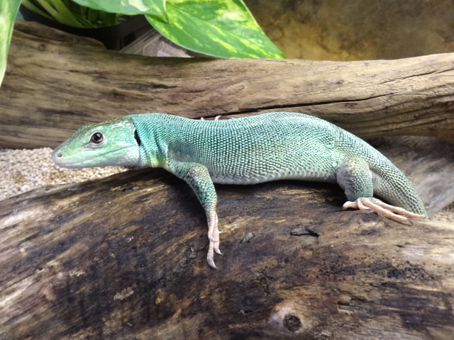 オオミドリカナヘビ(3)