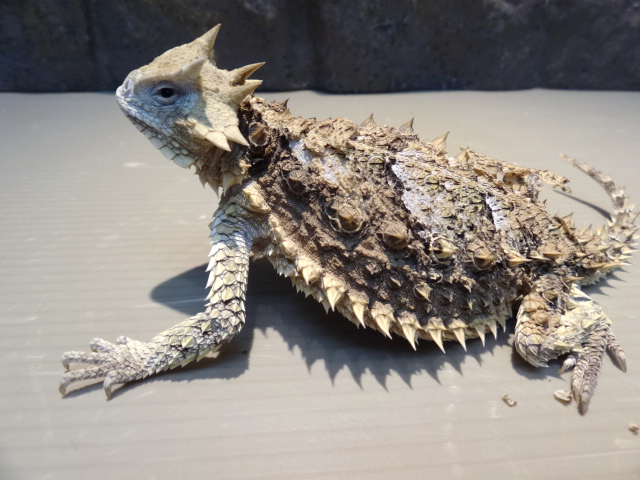 ジャイアントホーンドリザード