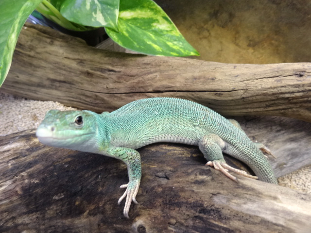 オオミドリカナヘビ(4)