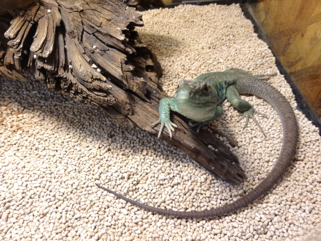 オオミドリカナヘビ(5)