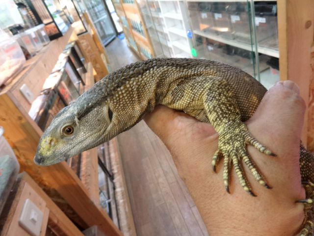 アフリカンロックモニター（ノドグロ）(5)