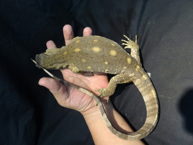 アフリカンロックモニター（ノドグロ）(8)