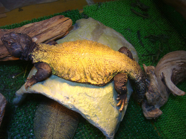 ディスパートゲオアガマ(10)