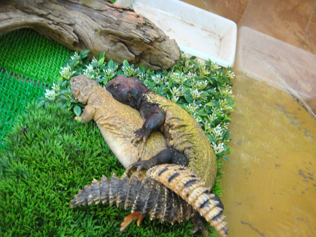 ディスパートゲオアガマ(11)