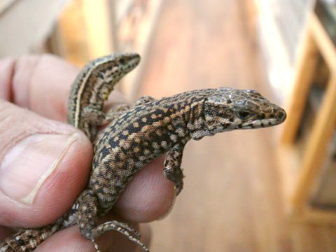 イベリアカベカナヘビ(2)