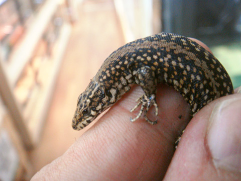 イベリアカベカナヘビ(3)