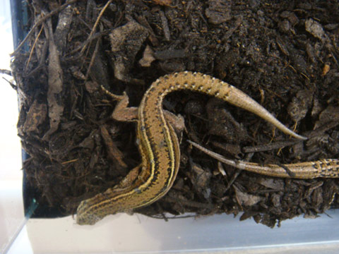 イベリアカベカナヘビ(1)