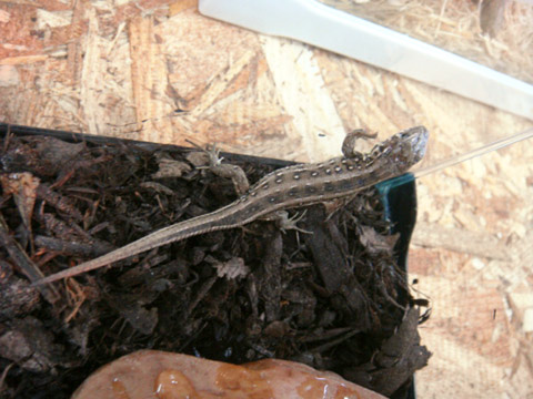 アーガスニワカナヘビ(1)