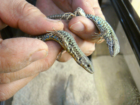 ムラリスカベカナヘビ(3)