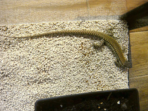 ムラリスカベカナヘビ(1)