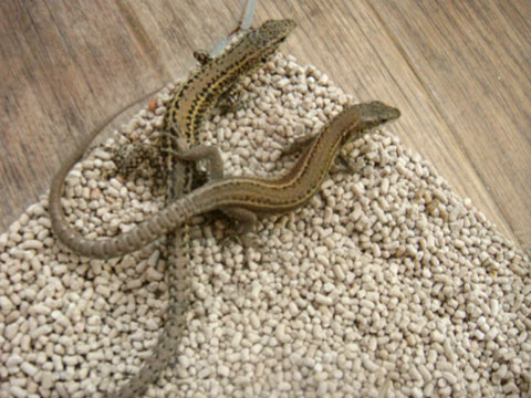 ボカージュカベカナヘビ(2)