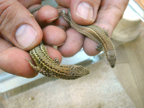 ボカージュカベカナヘビ(4)