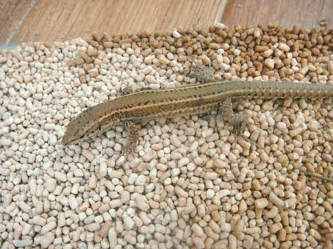 ボカージュカベカナヘビ(1)