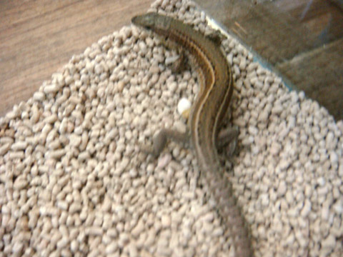 ボカージュカベカナヘビ(3)