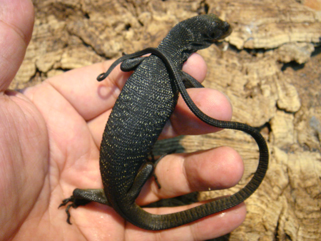 ブラックツリーモニター(5)