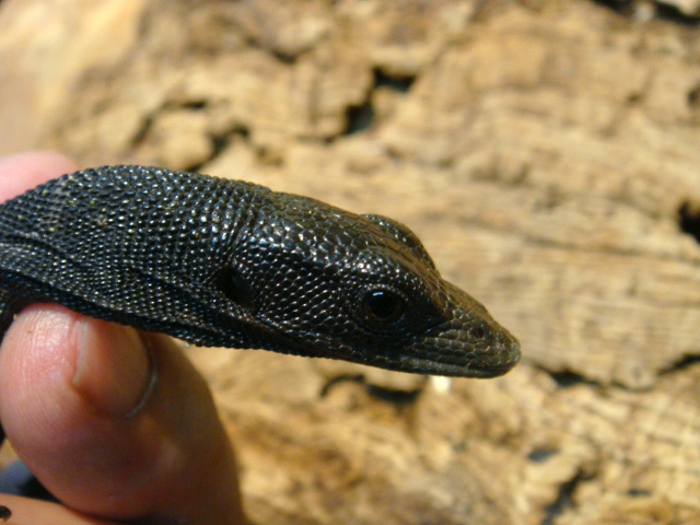 ブラックツリーモニター(6)