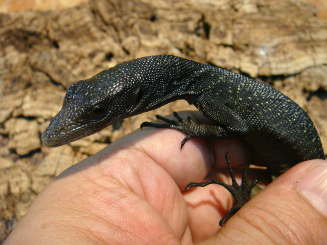 ブラックツリーモニター(7)