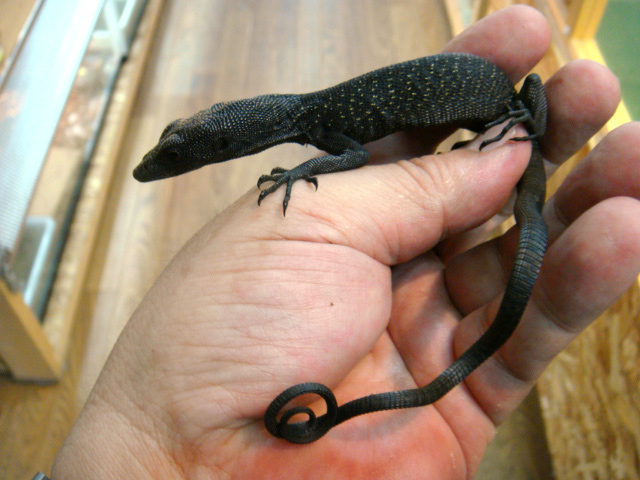 ブラックツリーモニター(8)