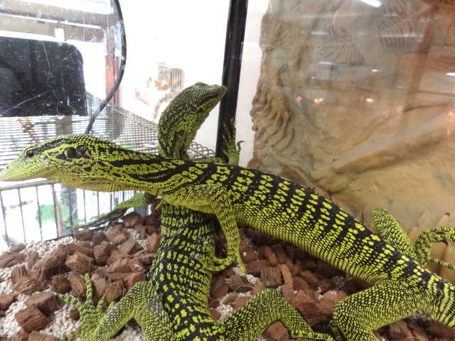 ワイゲオツリーモニター(9)