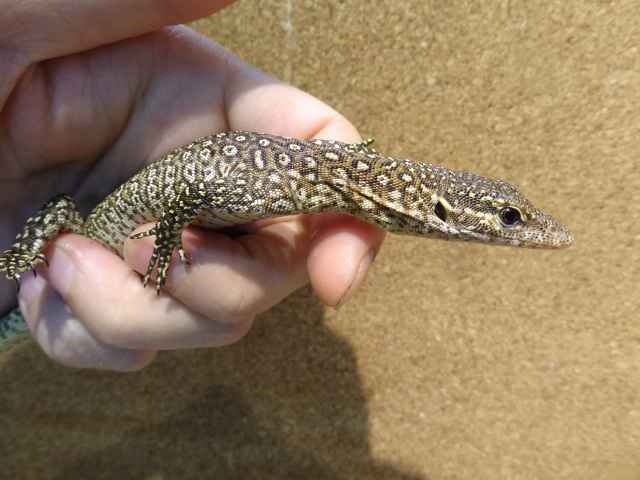 チモールモニター(2)