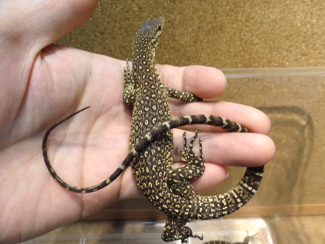 チモールモニター(3)