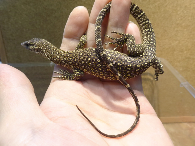 チモールモニター(4)