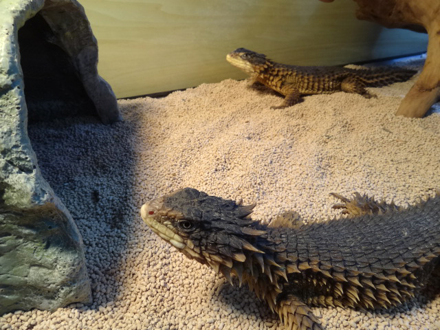 オオヨロイトカゲ(4)