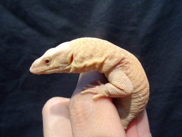 キングヒメオオトカゲ (1)