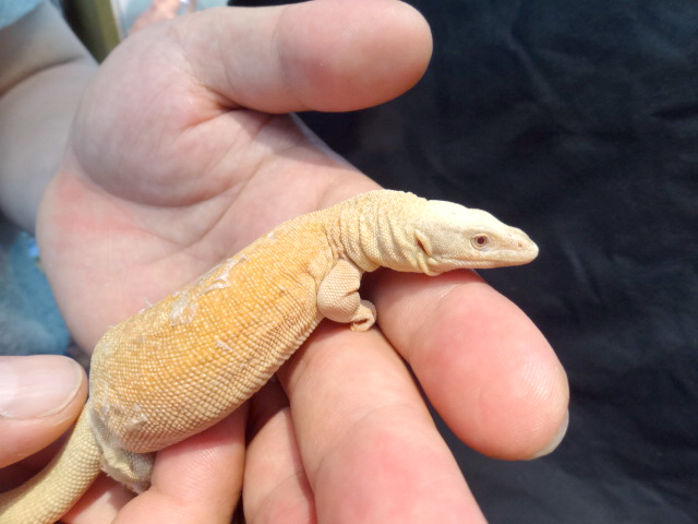 キングヒメオオトカゲ (2)