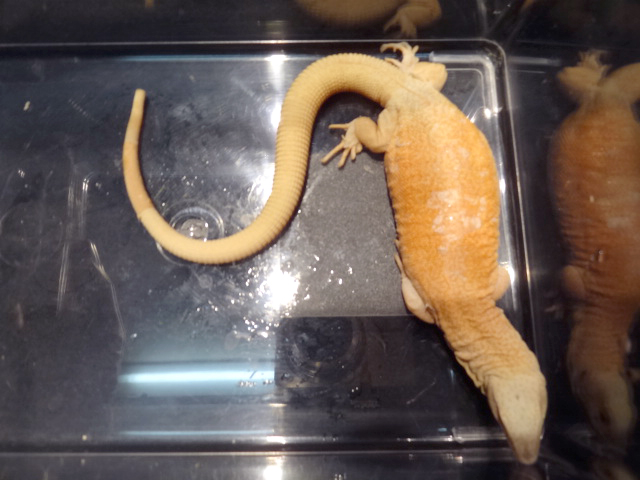 キングヒメオオトカゲ (3)