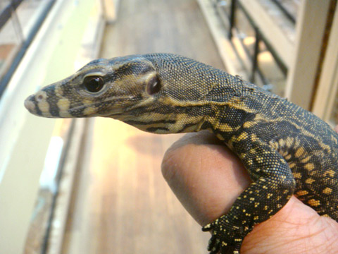 サンギールモニター(2)