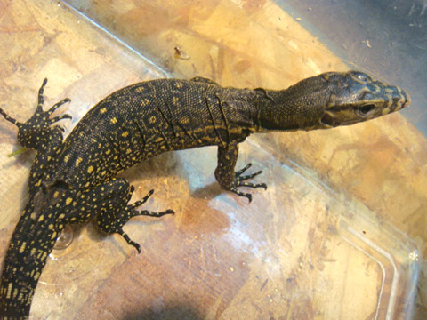 サンギールモニター