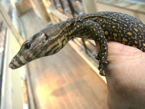 サンギールモニター(3)