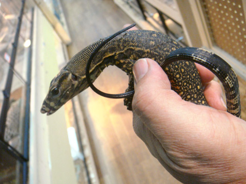 サンギールモニター(4)