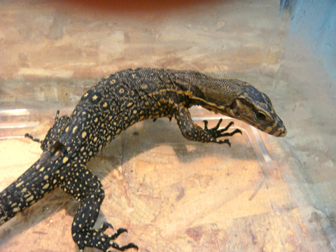 サンギールモニター(5)