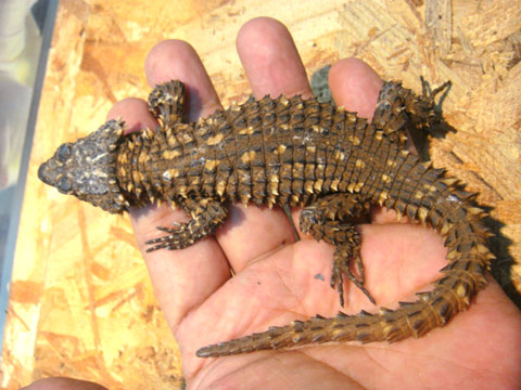 ディプレッサワーレンヨロイトカゲ(7)