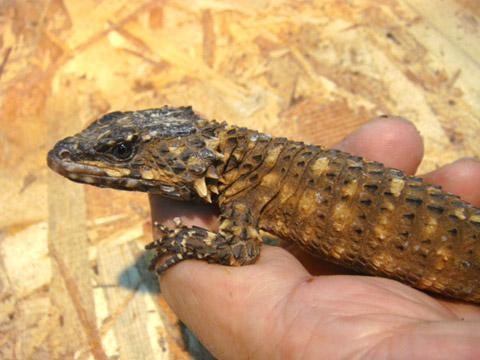 ディプレッサワーレンヨロイトカゲ(8)