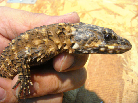 ディプレッサワーレンヨロイトカゲ(9)